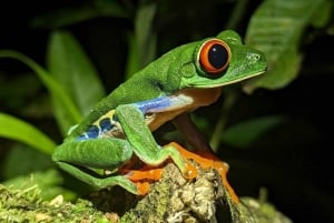 Faultier-Expedition und Kaffee- und Schokoladentour