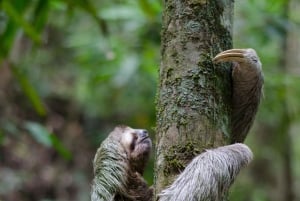 Faultier-Expedition und Kaffee- und Schokoladentour