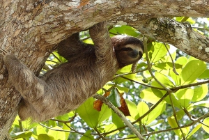 Sloth expedition and Coffee and Chocolate Tour
