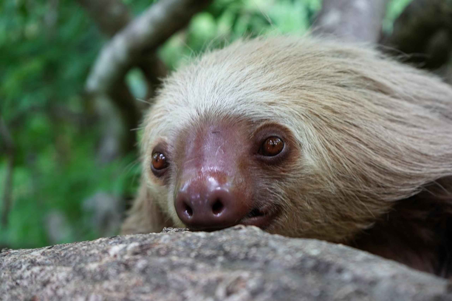 Sloth Guaranteed La Fortuna Watching Tour