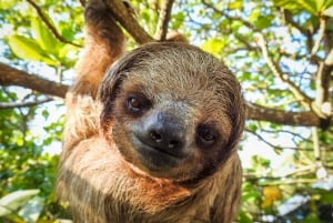 Sloth Guaranteed La Fortuna Watching Tour