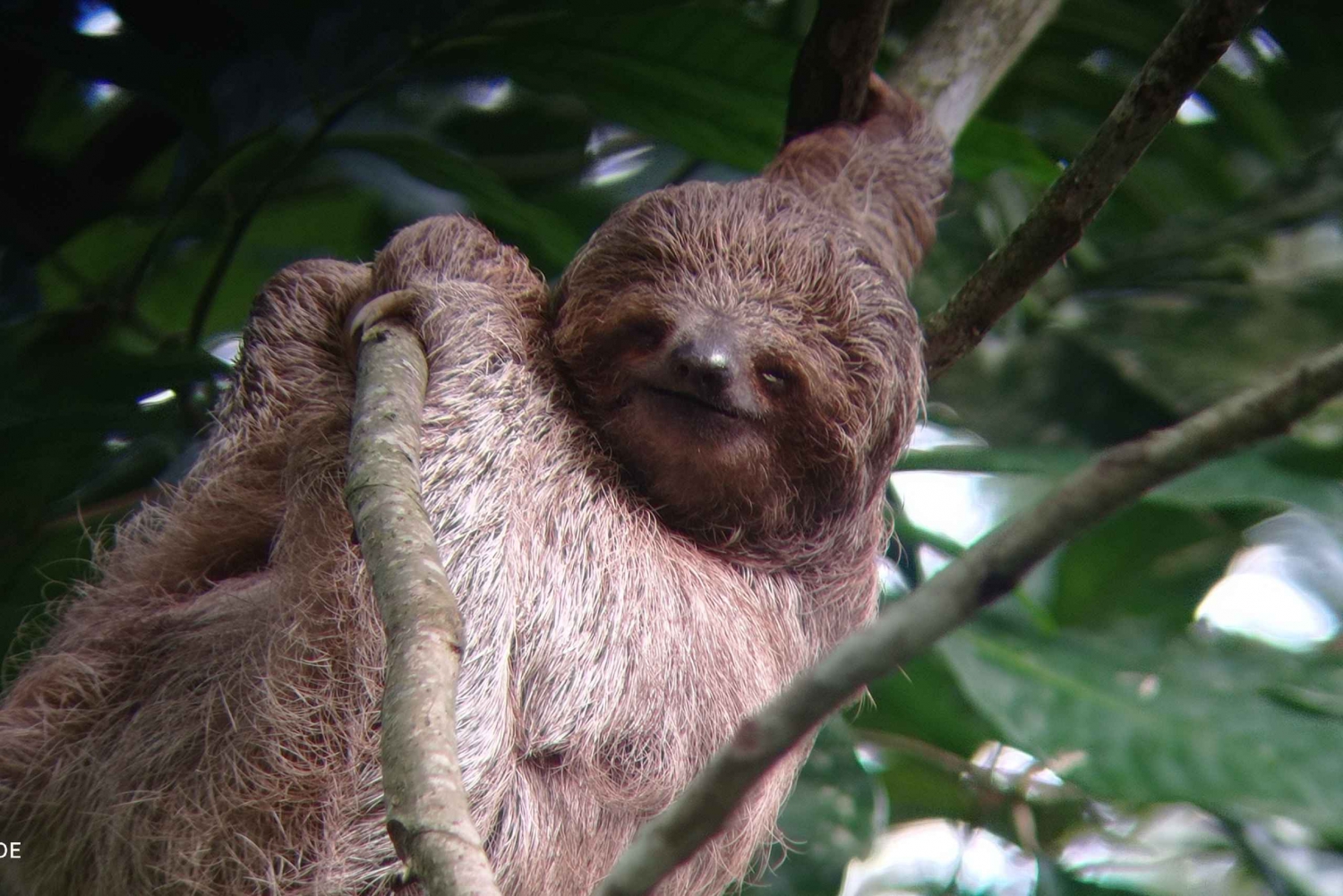 sloth observation and nature walk