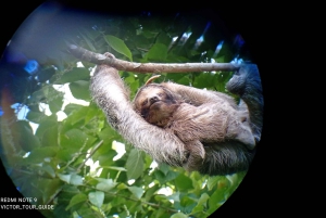 sloth observation and nature walk