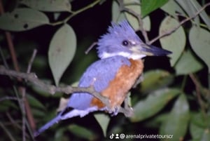La Fortuna : Observation des paresseux et promenade dans la nature
