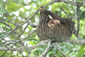 La Fortuna : Observation des paresseux et promenade dans la nature