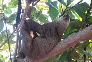 La Fortuna : Observation des paresseux et promenade dans la nature