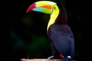 La Fortuna : Observation des paresseux et promenade dans la nature