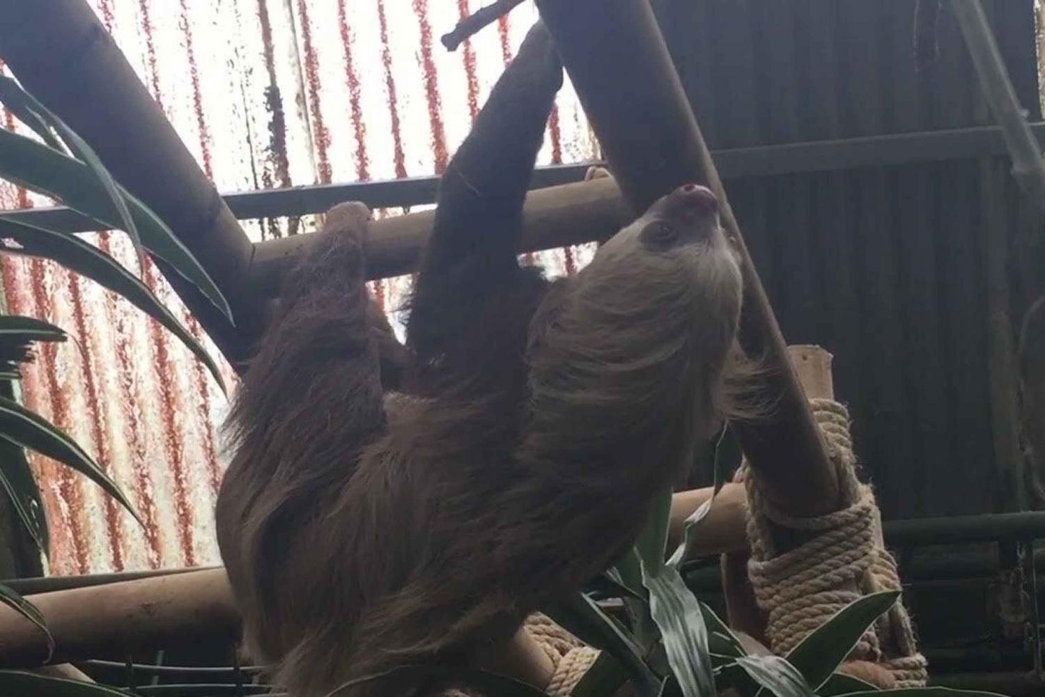 Sloth Sanctuary+Hanging Bridges in Monteverde