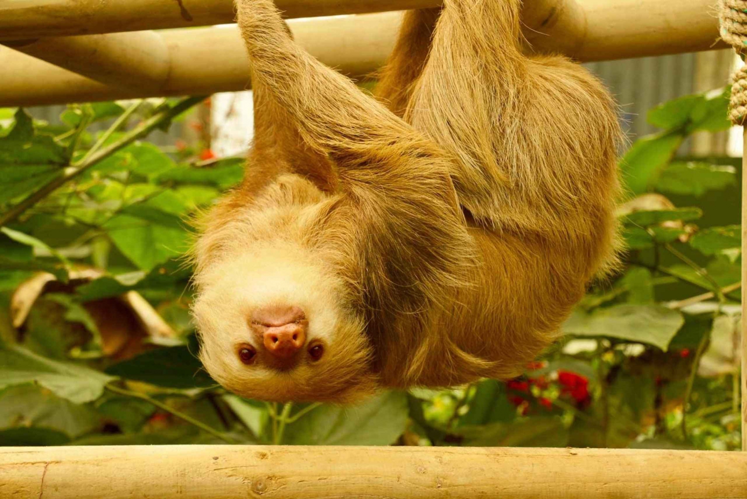 Sloth Sanctuary Monteverdessä