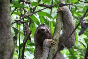 Sloth Sanctuary in Monteverde