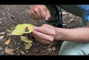 Sloth Tour en Rain Forest-wandeling om de Rio Celeste-waterval te zien