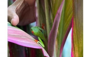 Sloth Tour en Rain Forest-wandeling om de Rio Celeste-waterval te zien