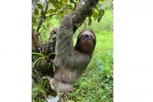 Sloth Tour e caminhada na floresta tropical para ver a cachoeira do Rio Celeste