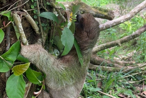 Sloth Tour og vandretur i regnskoven for at se Rio Celeste-vandfaldet