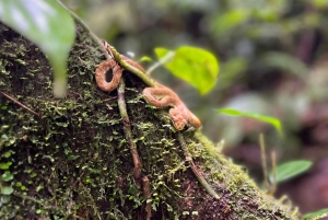 Visite des paresseux et randonnée dans la forêt tropicale pour voir la cascade de Rio Celeste