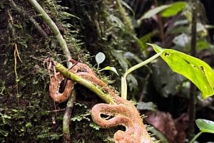 Sloth Tour och vandring i regnskogen för att se Rio Celeste Waterfall