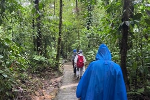 Excursión a la pereza y caminata por la selva tropical para ver la Cascada Río Celeste