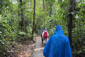 Sloth Tour e caminhada na floresta tropical para ver a cachoeira do Rio Celeste