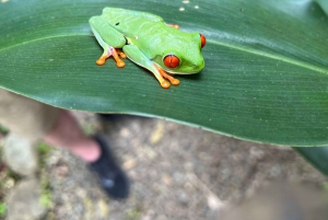 Sloth Tour en Rain Forest-wandeling om de Rio Celeste-waterval te zien