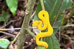 Sloth Tour en Rain Forest-wandeling om de Rio Celeste-waterval te zien