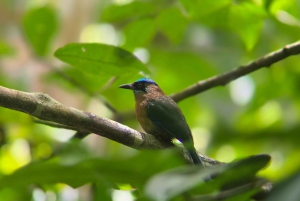 Sengångartur, promenad i Marino Ballena nationalpark