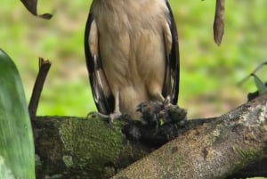 Sengångartur, promenad i Marino Ballena nationalpark