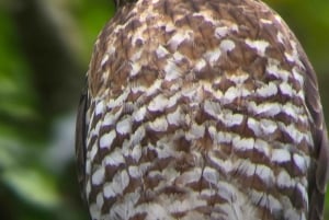 Sengångartur, promenad i Marino Ballena nationalpark
