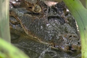 Sengångartur, promenad i Marino Ballena nationalpark