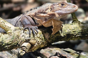 Sengångartur, promenad i Marino Ballena nationalpark