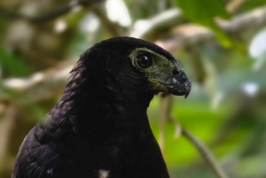Sengångartur, promenad i Marino Ballena nationalpark