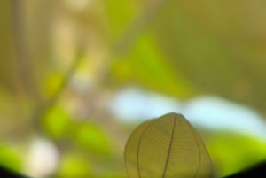 Sengångartur, promenad i Marino Ballena nationalpark