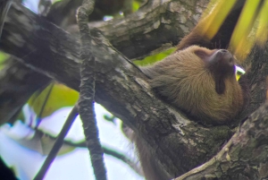 Sengångartur, promenad i Marino Ballena nationalpark