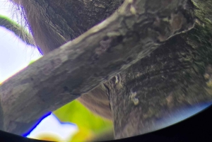 Sengångartur, promenad i Marino Ballena nationalpark