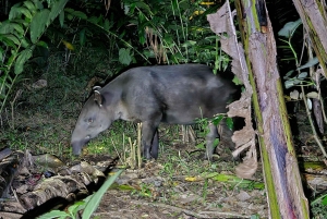 Sengångare och choklad i Bijagua regnskog med lunch