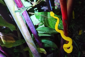Sengångare och choklad i Bijagua regnskog med lunch