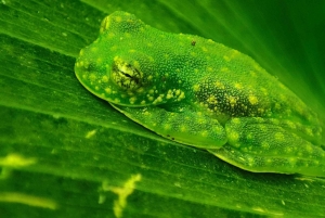 Sengångare och choklad i Bijagua regnskog med lunch