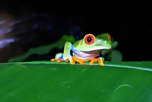 Sengångare och choklad i Bijagua regnskog med lunch