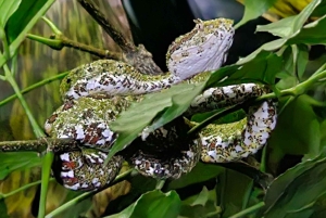 Sengångare och choklad i Bijagua regnskog med lunch