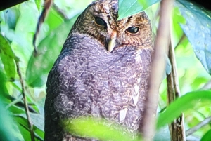 Sengångare och choklad i Bijagua regnskog med lunch