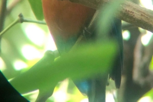 Sengångare och choklad i Bijagua regnskog med lunch