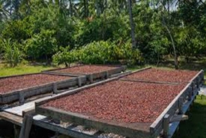 Sengångare och choklad i Bijagua regnskog med lunch