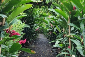 Sengångare och choklad i Bijagua regnskog med lunch