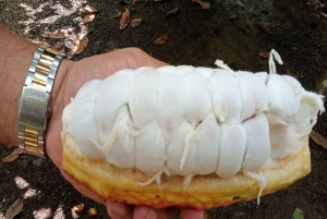 Sengångare och choklad i Bijagua regnskog med lunch