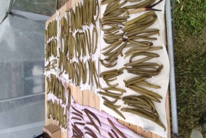 Sengångare och choklad i Bijagua regnskog med lunch