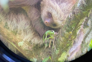 Sengångare och choklad i Bijagua regnskog med lunch