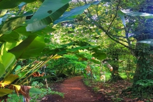 Sengångare och choklad i Bijagua regnskog med lunch