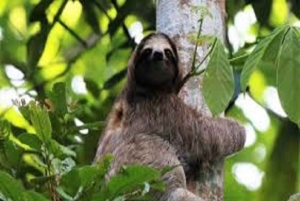 Sengångare och choklad i Bijagua regnskog med lunch