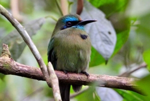 Sengångare och choklad i Bijagua regnskog med lunch