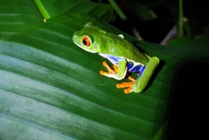 Sengångare och choklad i Bijagua regnskog med lunch