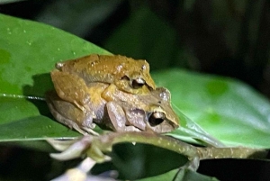Sengångare och choklad i Bijagua regnskog med lunch
